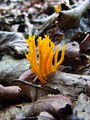 Filename=rozicek_lepljivi_a_Calocera_viscosa_2009_09220012.JPG
Filesize=276KB
Dimensions=675x900
Date added=Jan 08, 2010 rozicek_lepljivi_a_Calocera_viscosa_2009_09220012.JPG