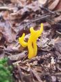 Filename=rozicek_lepljivi_b_Calocera_viscosa_2010_10230055a.jpg
Filesize=302KB
Dimensions=675x900
Date added=Nov 07, 2010 rozicek_lepljivi_b_Calocera_viscosa_2010_10230055a.jpg