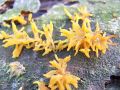 Filename=rozicek_rogasti_e_Calocera_cornea_2012_11280019.jpg
Filesize=270KB
Dimensions=900x675
Date added=Dec 15, 2012 rozicek_rogasti_e_Calocera_cornea_2012_11280019.jpg