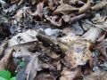 Filename=sehlica_Bulliardova_a_Marasmius_bulliardii_2014_10070034.jpg
Filesize=298KB
Dimensions=900x675
Date added=Nov 06, 2014 sehlica_Bulliardova_a_Marasmius_bulliardii_2014_10070034.jpg