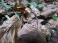 Filename=sehlica_Bulliardova_b_Marasmius_bulliardii_2014_10070013.jpg
Filesize=182KB
Dimensions=900x675
Date added=Nov 06, 2014 sehlica_Bulliardova_b_Marasmius_bulliardii_2014_10070013.jpg