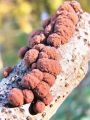 skorjeder_jagodasti_c_Hypoxylon_fragiforme_2010_10300090.jpg