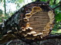 Filename=slojevka_zametasta_a_Stereum_subtomentosum_2009_09240053.JPG
Filesize=267KB
Dimensions=900x675
Date added=Jan 08, 2010 slojevka_zametasta_a_Stereum_subtomentosum_2009_09240053.JPG