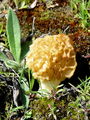 Filename=smrcek_uzitni_mavrah_a_DSC00563a.jpg
Filesize=284KB
Dimensions=675x900
Date added=Jan 09, 2010 smrcek_uzitni_mavrah_a_DSC00563a.jpg