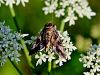 Filename=so_sovka_glagolka_ab_Autographa_gamma_IMG_7935a.JPG
Filesize=275KB
Dimensions=900x675
Date added=Oct 19, 2022 so_sovka_glagolka_ab_Autographa_gamma_IMG_7935a.JPG