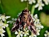 Filename=so_sovka_glagolka_ac_Autographa_gamma_IMG_7934a.JPG
Filesize=287KB
Dimensions=900x675
Date added=Oct 19, 2022 so_sovka_glagolka_ac_Autographa_gamma_IMG_7934a.JPG