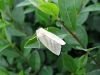 Filename=soc_zelencek_bukov_ba_Pseudoips_prasinana_2010_05110075.JPG
Filesize=268KB
Dimensions=900x675
Date added=Feb 09, 2016 soc_zelencek_bukov_ba_Pseudoips_prasinana_2010_05110075.JPG