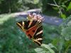 Filename=son_Medvedek_crtasti_bc_Callimorpha_quadripunctaria_2009_08020084a.jpg
Filesize=237KB
Dimensions=900x675
Date added=Jan 14, 2018 son_Medvedek_crtasti_bc_Callimorpha_quadripunctaria_2009_08020084a.jpg