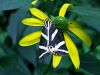 Filename=son_Medvedek_crtasti_be_Callimorpha_quadripunctaria_2011_07270025a.jpg
Filesize=294KB
Dimensions=900x675
Date added=Jan 14, 2018 son_Medvedek_crtasti_be_Callimorpha_quadripunctaria_2011_07270025a.jpg