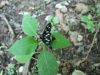 Filename=son_ivanjska_pticica_navadna_ba_Syntomis_phegea_2010_06240041.JPG
Filesize=330KB
Dimensions=900x675
Date added=Jan 14, 2018 son_ivanjska_pticica_navadna_ba_Syntomis_phegea_2010_06240041.JPG