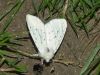 Filename=son_medvedek_pikasti_beli_be_Spilosoma_lubricipeda_2011_05050079a.jpg
Filesize=305KB
Dimensions=900x675
Date added=Jan 14, 2018 son_medvedek_pikasti_beli_be_Spilosoma_lubricipeda_2011_05050079a.jpg