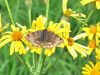Filename=son_sovka_deteljna_ba_Euclidia_glyphica_2014_04220023.jpg
Filesize=330KB
Dimensions=900x675
Date added=Feb 09, 2016 son_sovka_deteljna_ba_Euclidia_glyphica_2014_04220023.jpg