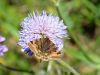 Filename=son_sovka_deteljna_bb_Euclidia_glyphica_IMG_5674a.jpg
Filesize=202KB
Dimensions=900x675
Date added=Jan 14, 2018 son_sovka_deteljna_bb_Euclidia_glyphica_IMG_5674a.jpg