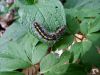 Filename=sonb_medvedek_lepi_Callimorpha_dominula_2014_04030003aa.jpg
Filesize=253KB
Dimensions=900x675
Date added=Nov 11, 2020 sonb_medvedek_lepi_Callimorpha_dominula_2014_04030003aa.jpg