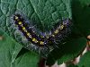 Filename=sonb_medvedek_lepi_Callimorpha_dominula_2014_04030003ab.jpg
Filesize=406KB
Dimensions=900x675
Date added=Nov 11, 2020 sonb_medvedek_lepi_Callimorpha_dominula_2014_04030003ab.jpg