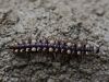 Filename=ston-2_kacica_ploscata_bc_Polydesmus_sp__IMG_1762aa.jpg
Filesize=212KB
Dimensions=900x675
Date added=Nov 11, 2020 ston-2_kacica_ploscata_bc_Polydesmus_sp__IMG_1762aa.jpg