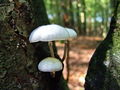 Filename=sz_sirokolistka_sluzasta_a_Oudemansiella_mucida_2009_09260026.JPG
Filesize=236KB
Dimensions=900x675
Date added=Jan 08, 2010 sz_sirokolistka_sluzasta_a_Oudemansiella_mucida_2009_09260026.JPG