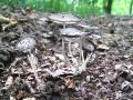 Filename=tintovka_plisasta_c_Coprinopsis_lagopus_2013_07130015.jpg
Filesize=305KB
Dimensions=900x675
Date added=Dec 02, 2014 tintovka_plisasta_c_Coprinopsis_lagopus_2013_07130015.jpg