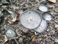 Filename=tintovka_plisasta_d_Coprinopsis_lagopus_2013_07130014.jpg
Filesize=290KB
Dimensions=900x675
Date added=Dec 02, 2014 tintovka_plisasta_d_Coprinopsis_lagopus_2013_07130014.jpg