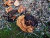 Filename=tramovka_diseca_d_Gloeophyllum_odoratum_2015_03190003.JPG
Filesize=578KB
Dimensions=900x675
Date added=Jan 02, 2016 tramovka_diseca_d_Gloeophyllum_odoratum_2015_03190003.JPG