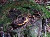 Filename=tramovka_diseca_e_Gloeophyllum_odoratum_2014_08090044.JPG
Filesize=592KB
Dimensions=900x675
Date added=Jan 02, 2016 tramovka_diseca_e_Gloeophyllum_odoratum_2014_08090044.JPG