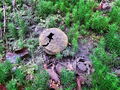 Filename=trdokoznica_navadna_b_Scleroderma_citrinum_2009_09210020.jpg
Filesize=407KB
Dimensions=900x675
Date added=Jan 10, 2010 trdokoznica_navadna_b_Scleroderma_citrinum_2009_09210020.jpg
