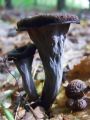 Filename=trobenta_crna_c_Craterellus_cornucopioides_2010_10040069.jpg
Filesize=157KB
Dimensions=675x900
Date added=Oct 16, 2010 trobenta_crna_c_Craterellus_cornucopioides_2010_10040069.jpg