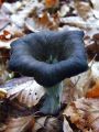 Filename=trobenta_crna_d_Craterellus_cornucopioides_2010_10020047.jpg
Filesize=216KB
Dimensions=675x900
Date added=Oct 16, 2010 trobenta_crna_d_Craterellus_cornucopioides_2010_10020047.jpg