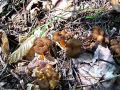 Filename=trobenta_zolta_a_Craterellus_lutescens_2014_08280011.jpg
Filesize=362KB
Dimensions=900x675
Date added=Oct 16, 2014 trobenta_zolta_a_Craterellus_lutescens_2014_08280011.jpg