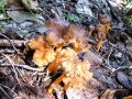 Filename=trobenta_zolta_d_Craterellus_lutescens_2014_08280014.jpg
Filesize=291KB
Dimensions=900x675
Date added=Oct 16, 2014 trobenta_zolta_d_Craterellus_lutescens_2014_08280014.jpg