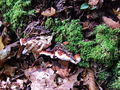 Filename=trohnobnez_jelov_a_Heterobasidion_annosum_2009_09210023.JPG
Filesize=385KB
Dimensions=900x675
Date added=Jan 05, 2010 trohnobnez_jelov_a_Heterobasidion_annosum_2009_09210023.JPG