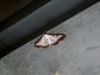 Filename=tve_Vesca_puspanova_ba_Cydalima_perspectalis_2013_08310001a.jpg
Filesize=273KB
Dimensions=900x675
Date added=Jan 14, 2018 tve_Vesca_puspanova_ba_Cydalima_perspectalis_2013_08310001a.jpg