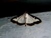 Filename=tve_Vesca_puspanova_bb_Cydalima_perspectalis_2013_08310004a.jpg
Filesize=204KB
Dimensions=900x675
Date added=Jan 14, 2018 tve_Vesca_puspanova_bb_Cydalima_perspectalis_2013_08310004a.jpg