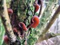 Filename=uhljevka_bezgova_bb_Auricularia_auricula-judae_2014_02200009a.jpg
Filesize=233KB
Dimensions=900x675
Date added=Feb 23, 2014 uhljevka_bezgova_bb_Auricularia_auricula-judae_2014_02200009a.jpg