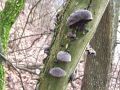 Filename=uhljevka_bezgova_bf_Auricularia_auricula-judae_2014_02210005a.jpg
Filesize=255KB
Dimensions=900x675
Date added=Feb 23, 2014 uhljevka_bezgova_bf_Auricularia_auricula-judae_2014_02210005a.jpg