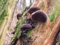 Filename=uhljevka_bezgova_bg_Auricularia_auricula-judae_2014_02210007a.jpg
Filesize=266KB
Dimensions=900x675
Date added=Feb 23, 2014 uhljevka_bezgova_bg_Auricularia_auricula-judae_2014_02210007a.jpg