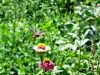 Filename=ves_velerilec_bb_Macroglossum_stellatarum_2013_08110015.jpg
Filesize=336KB
Dimensions=900x675
Date added=Jan 13, 2017 ves_velerilec_bb_Macroglossum_stellatarum_2013_08110015.jpg