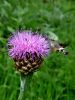 Filename=ves_velerilec_cc_Macroglossum_stellatarum_132620101842.JPG
Filesize=284KB
Dimensions=675x900
Date added=Jan 13, 2017 ves_velerilec_cc_Macroglossum_stellatarum_132620101842.JPG