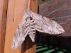 Filename=ves_vescec_slakov_bc_Agrius_convolvuli_2011_05290027a.jpg
Filesize=305KB
Dimensions=900x675
Date added=Jan 14, 2018 ves_vescec_slakov_bc_Agrius_convolvuli_2011_05290027a.jpg