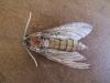 Filename=ves_vescec_slakov_bf_Agrius_convolvuli_2013_08120002.JPG
Filesize=345KB
Dimensions=900x675
Date added=Jan 14, 2018 ves_vescec_slakov_bf_Agrius_convolvuli_2013_08120002.JPG