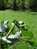 Filename=zuze_2-06_01_Bogomolka_navadna_ba_Mantis_religiosa_DSC03238.JPG
Filesize=224KB
Dimensions=675x900
Date added=Jan 11, 2018 zuze_2-06_01_Bogomolka_navadna_ba_Mantis_religiosa_DSC03238.JPG