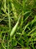 Filename=zuze_2-06_01_Bogomolka_navadna_bc_Mantis_religiosa_DSC02960.JPG
Filesize=370KB
Dimensions=675x900
Date added=Jan 11, 2018 zuze_2-06_01_Bogomolka_navadna_bc_Mantis_religiosa_DSC02960.JPG
