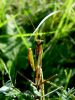 Filename=zuze_2-06_01_Bogomolka_navadna_bf_Mantis_religiosa_DSC02318.JPG
Filesize=252KB
Dimensions=675x900
Date added=Jan 11, 2018 zuze_2-06_01_Bogomolka_navadna_bf_Mantis_religiosa_DSC02318.JPG