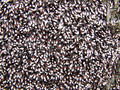 Filename=zuze_2-14c_503_lipovka_rjava_bb_Oxycarenus_lavaterae_2010_02280004.jpg
Filesize=438KB
Dimensions=900x675
Date added=Mar 18, 2010 zuze_2-14c_503_lipovka_rjava_bb_Oxycarenus_lavaterae_2010_02280004.jpg