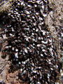 Filename=zuze_2-14c_503_lipovka_rjava_bc_Oxycarenus_lavaterae_2010_03140041.JPG
Filesize=296KB
Dimensions=675x900
Date added=Mar 18, 2010 zuze_2-14c_503_lipovka_rjava_bc_Oxycarenus_lavaterae_2010_03140041.JPG