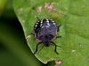 Filename=zuze_2-14c_513_smrdljivka_zelena_bc_Nezara_viridula_IMG_2847a.jpg
Filesize=161KB
Dimensions=900x675
Date added=Dec 01, 2019 zuze_2-14c_513_smrdljivka_zelena_bc_Nezara_viridula_IMG_2847a.jpg