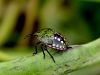 Filename=zuze_2-14c_513_smrdljivka_zelena_bd_Nezara_viridula_IMG_2849a.jpg
Filesize=160KB
Dimensions=900x675
Date added=Dec 01, 2019 zuze_2-14c_513_smrdljivka_zelena_bd_Nezara_viridula_IMG_2849a.jpg