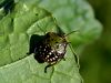 Filename=zuze_2-14c_513_smrdljivka_zelena_be_Nezara_viridula_IMG_3342a.jpg
Filesize=234KB
Dimensions=900x675
Date added=Dec 01, 2019 zuze_2-14c_513_smrdljivka_zelena_be_Nezara_viridula_IMG_3342a.jpg