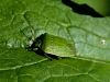 Filename=zuze_2-14c_513_smrdljivka_zelena_bf_Nezara_viridula_IMG_3339a.jpg
Filesize=232KB
Dimensions=900x675
Date added=Dec 01, 2019 zuze_2-14c_513_smrdljivka_zelena_bf_Nezara_viridula_IMG_3339a.jpg