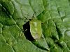 Filename=zuze_2-14c_513_smrdljivka_zelena_bg_Nezara_viridula_IMG_3341a.jpg
Filesize=358KB
Dimensions=900x675
Date added=Dec 01, 2019 zuze_2-14c_513_smrdljivka_zelena_bg_Nezara_viridula_IMG_3341a.jpg